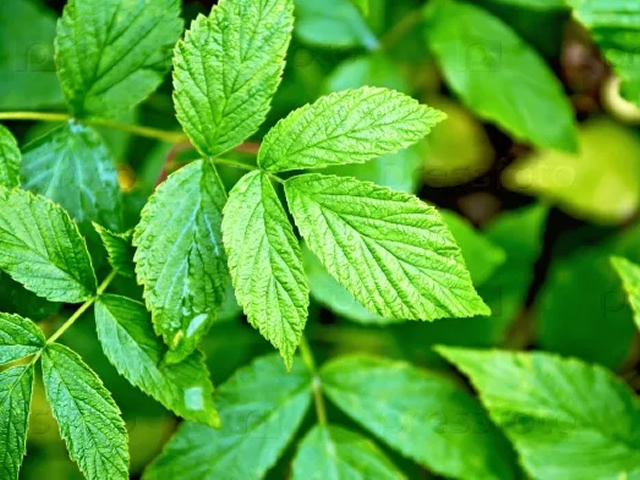 라즈베리 잎 사용에 대한 금기 사항