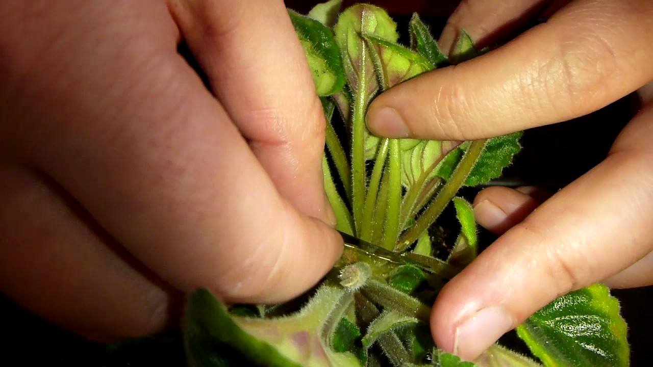 장미꽃 모양 형성