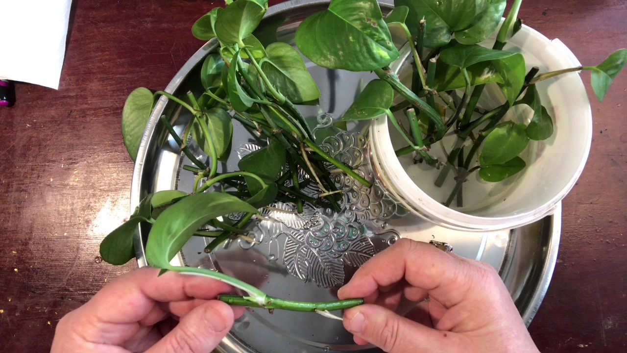 신다프수스의 번식 및 발근