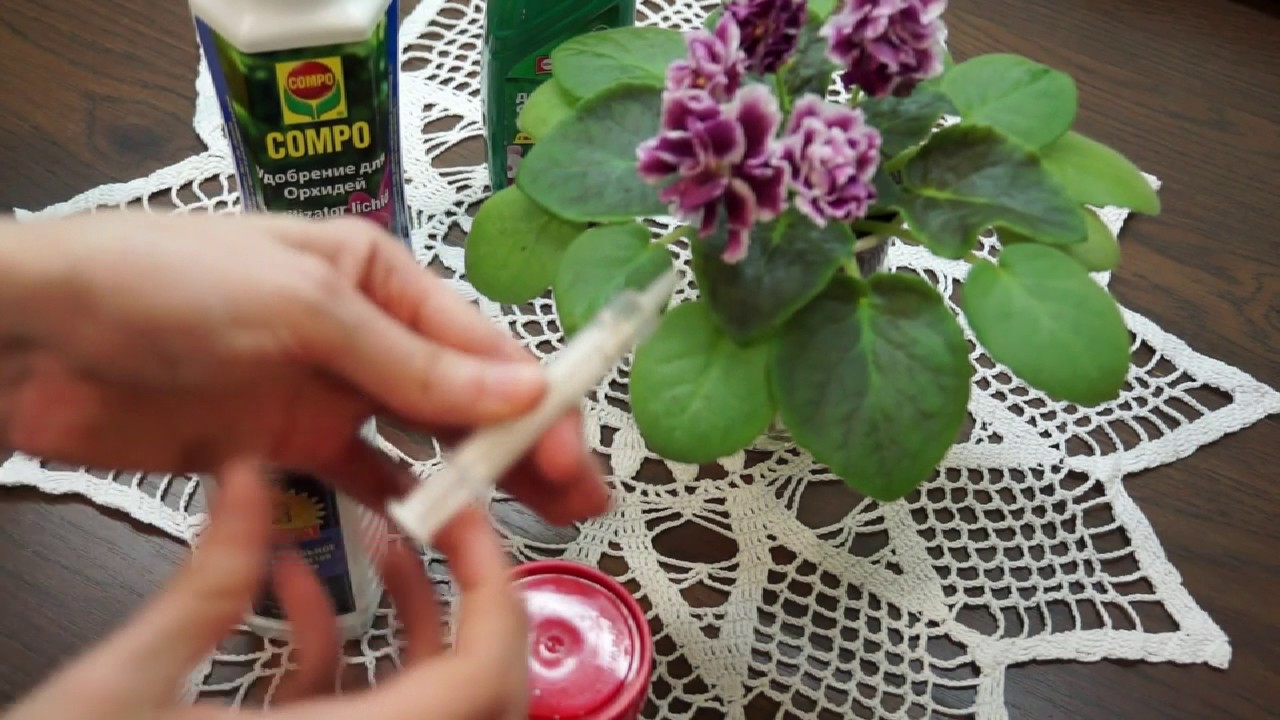 제비꽃 비료 주기