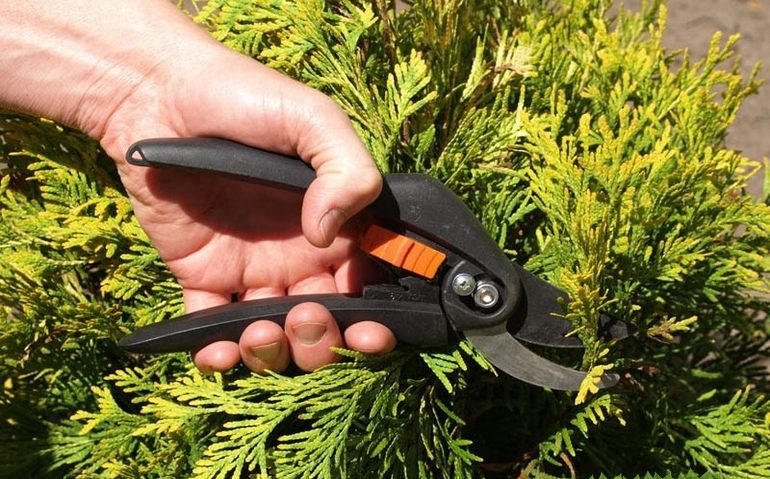 측백나무 가지치기