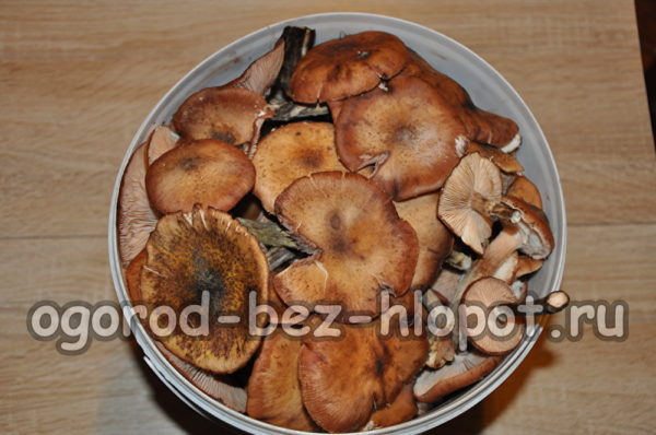 버섯을 분류하다