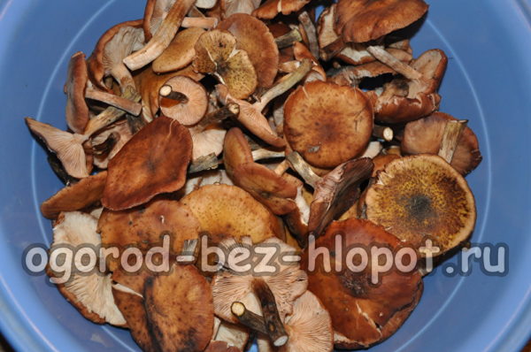 꿀버섯을 깨끗이 씻다