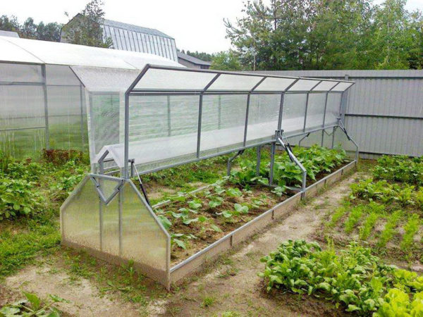 개방형 상단이 있는 폴리카보네이트 온실