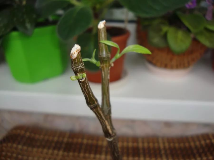 파키스타키스의 첫 번째 가지치기