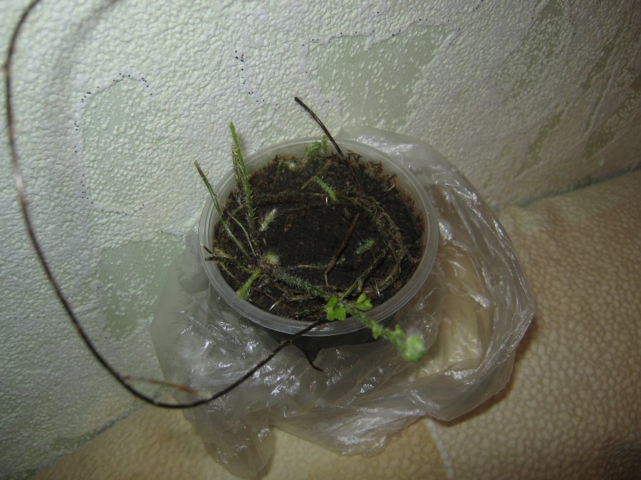 절단의 뿌리 내리기