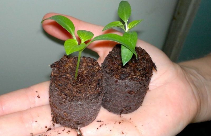 이탄 정제에 고추 씨앗 심기