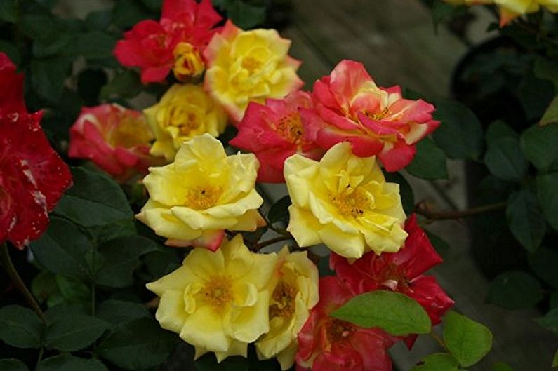 베이비 마스커레이드