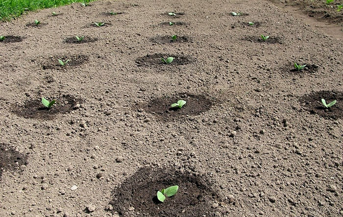 오이 심기 규칙