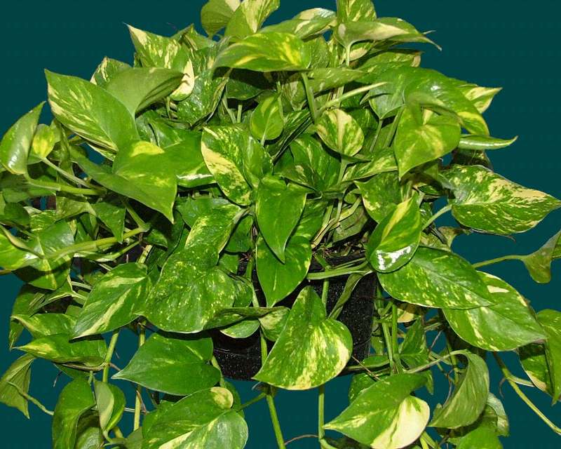 골든 신다프수스