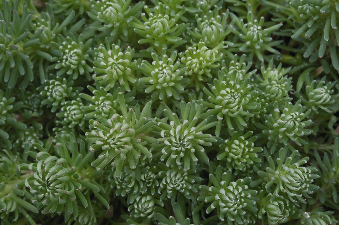 세덤 포르스테리아눔