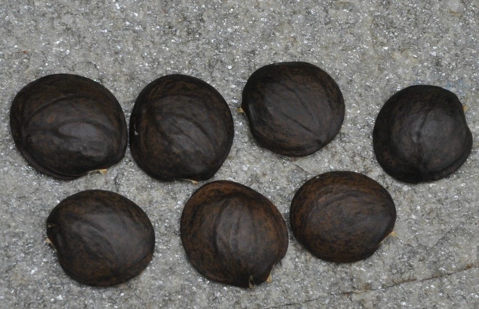 아펠란드라 씨앗