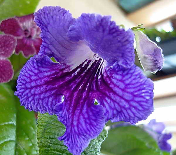 스트렙토카르푸스 커크