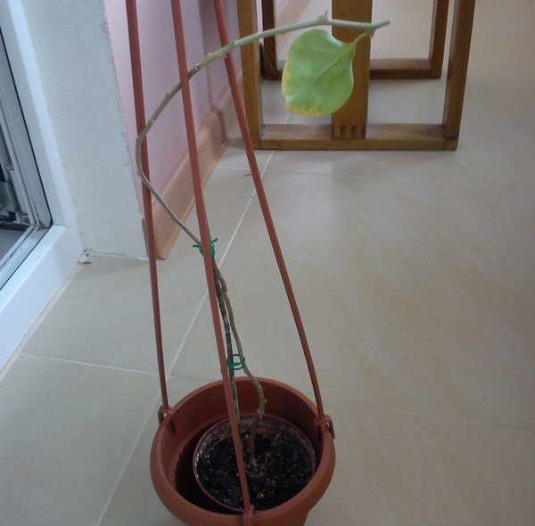 낙엽을 떨어뜨리다