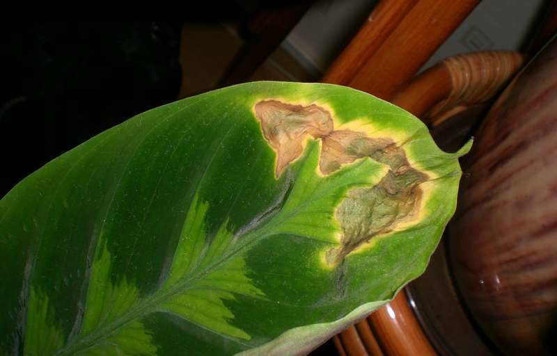 잎에 반점이 있다