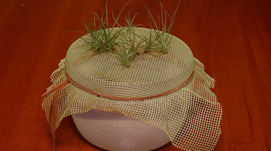 씨앗에서 자라다