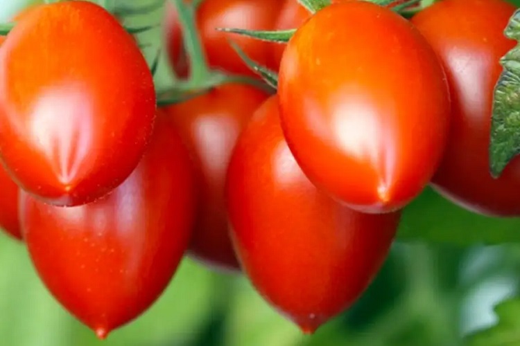 우랄 폴리카르프