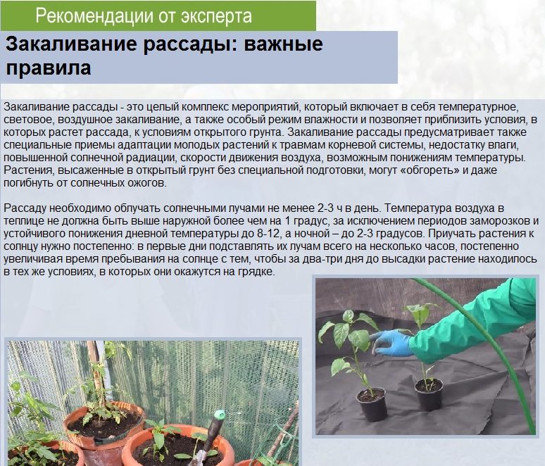 묘목 강화 규칙