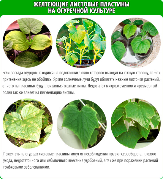 잎이 노랗게 변하는 원인