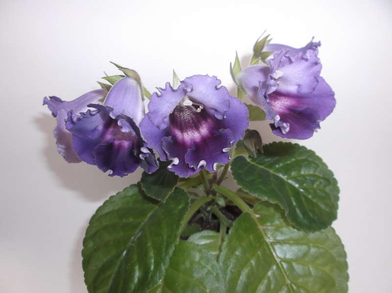 벨벳 블루스 품종