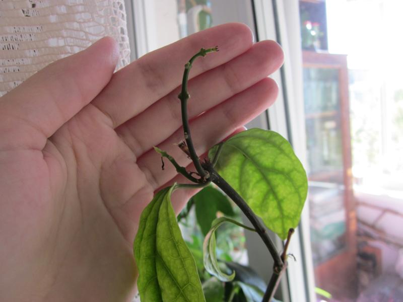 클레로덴드럼 잎이 떨어지는 모습