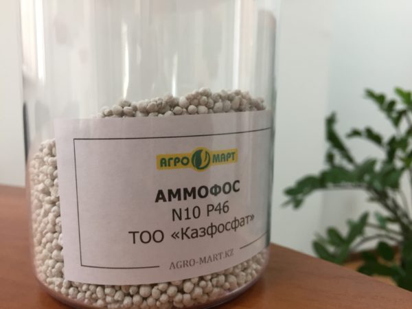 비료가 식물에 미치는 영향