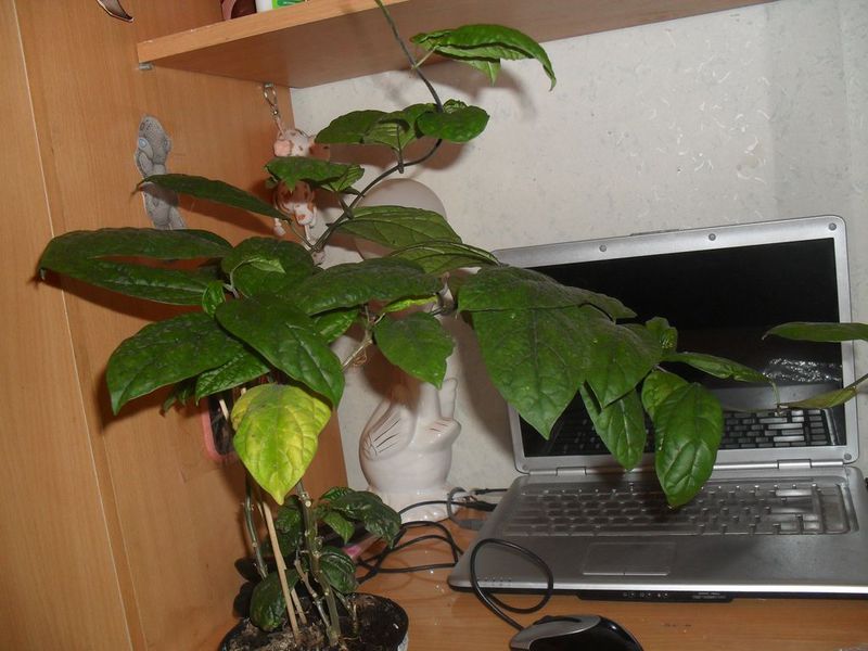 클레로덴드럼의 꽃이 피지 않음