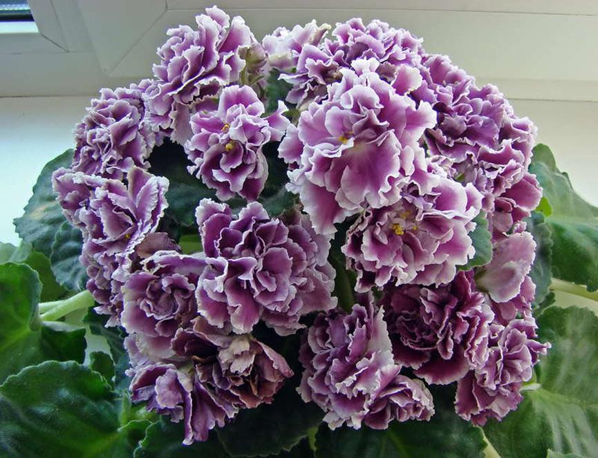 바이올렛 공작부인