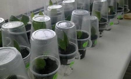 흙에 세인트폴리아 잎 심기