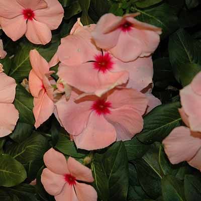 코라 캐스케이드 살구