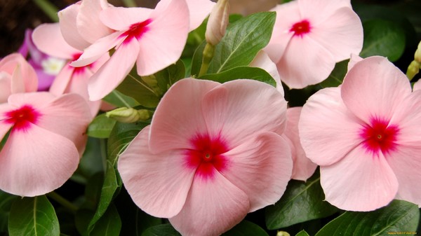 바크 캐스케이드 피치 블러쉬