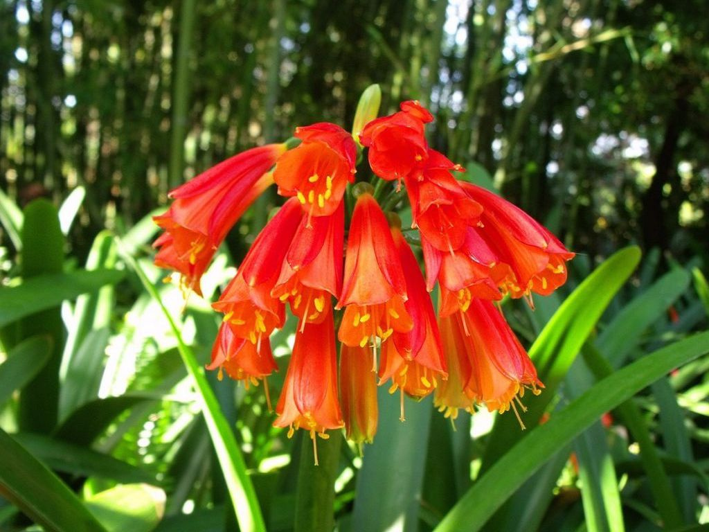 클리비아 훌륭해