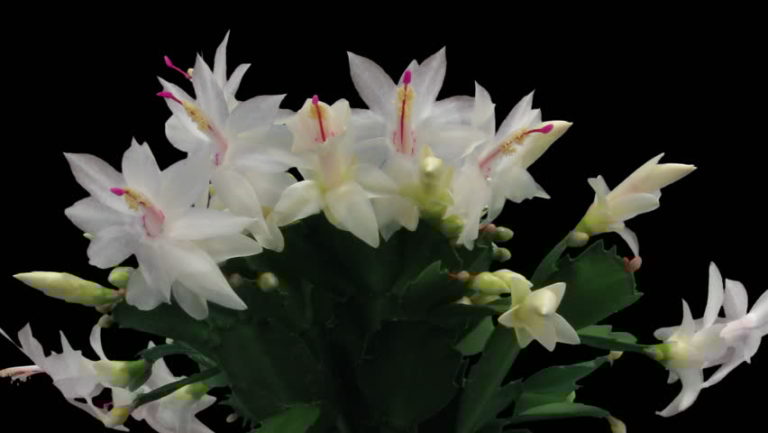 화이트 크리스마스