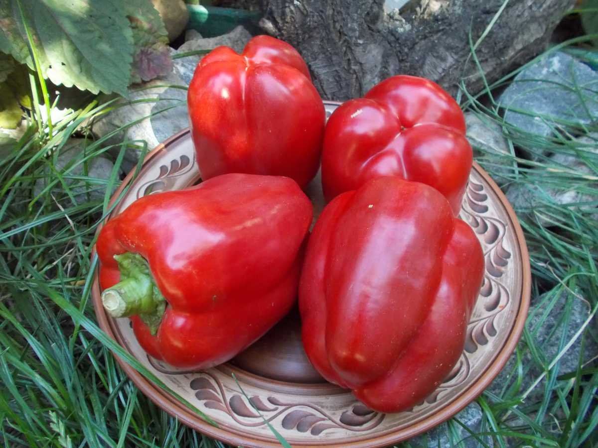 캘리포니아의 기적