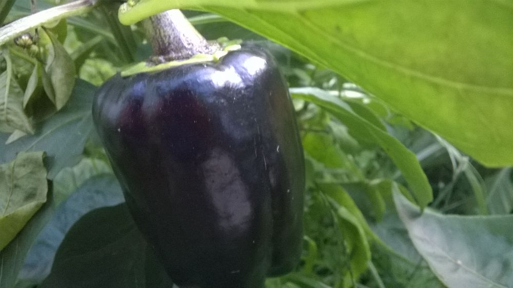 동방의 별 초콜릿 F1