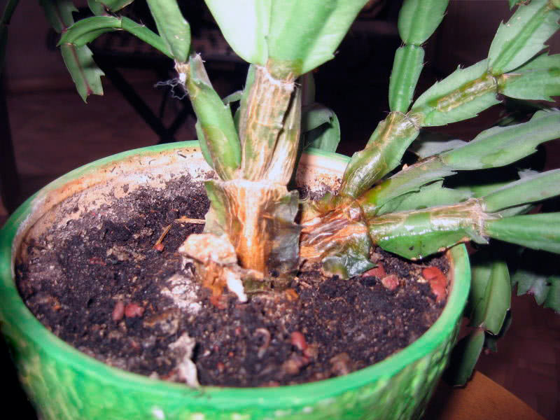 데카브리스트병