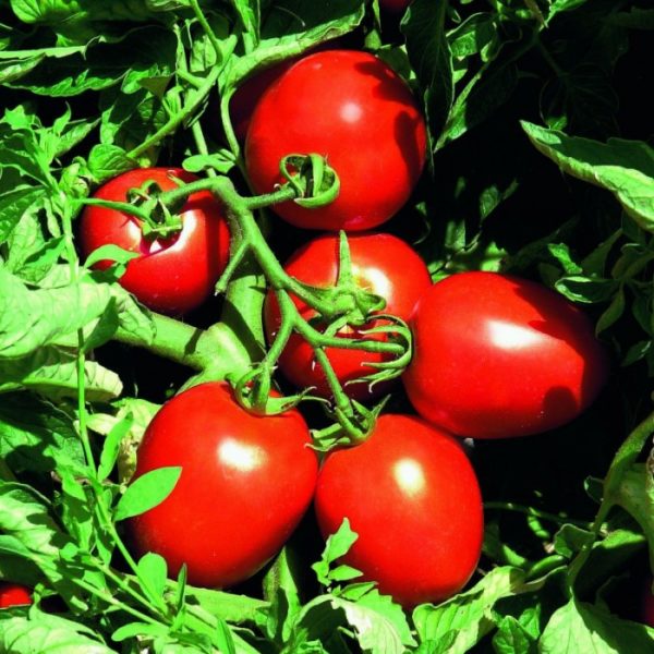 아이들의 달콤함