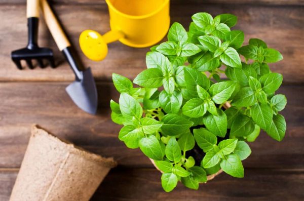 바질 재배용 토양