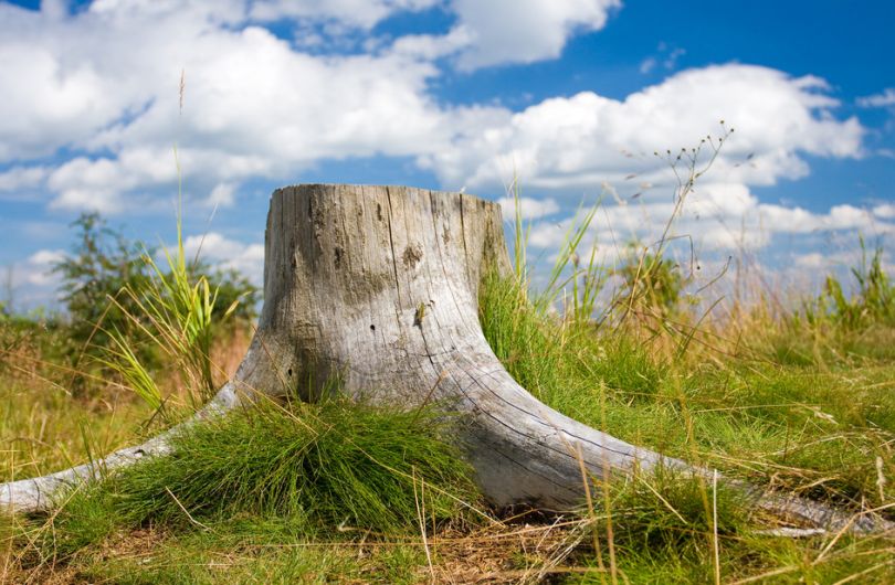 나무 그루터기를 뽑아내는 방법