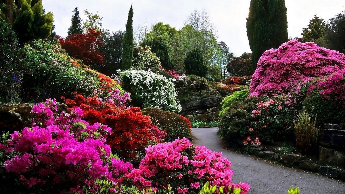 꽃이 피는 관목