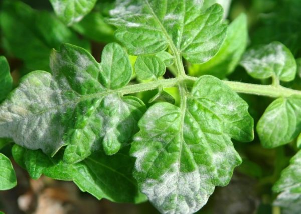 잎에 곰팡이가 생기다