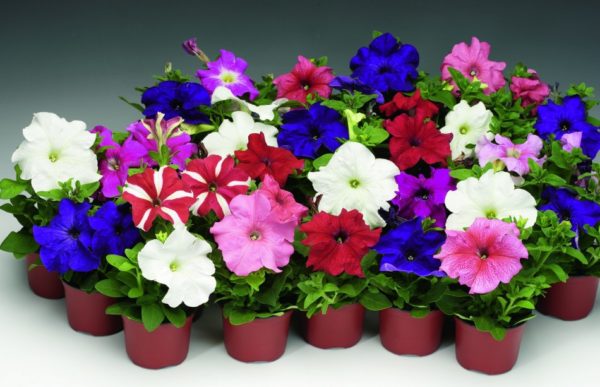 화분에 심은 큰 꽃의 페튜니아