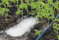 토마토에 소금 비료 주기