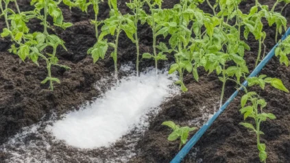 토마토에 소금 비료 주기