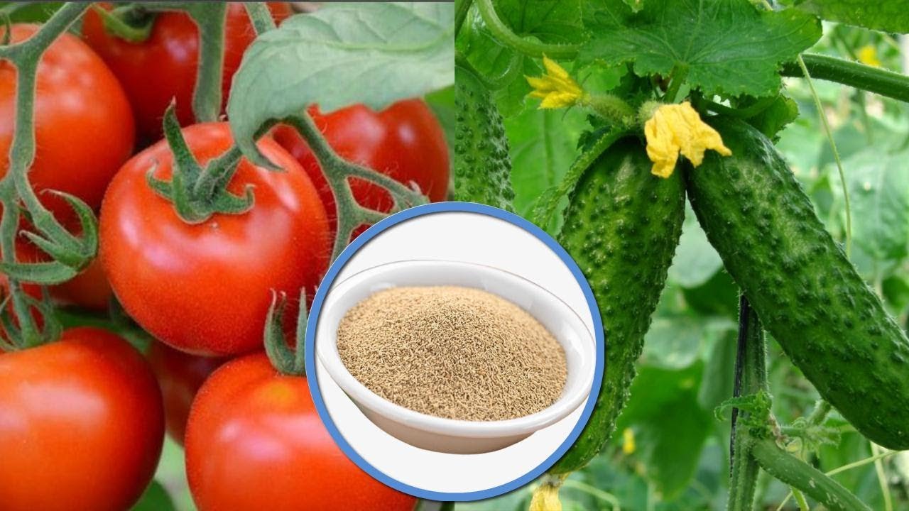 효모를 첨가한 토마토를 먹이다