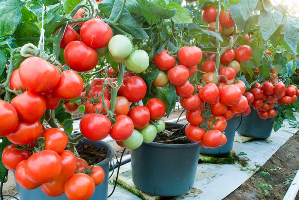 양동이에서 자라다