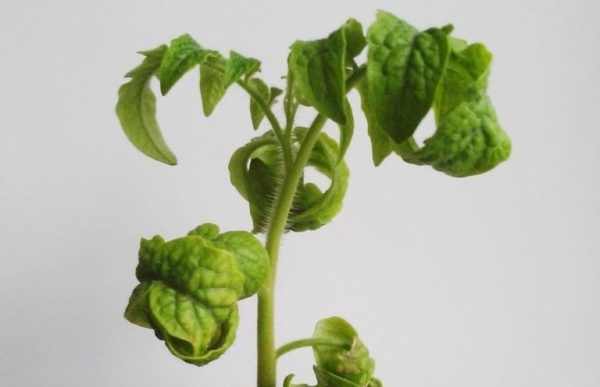 묘목의 잎이 말려지고 있다