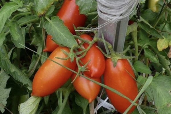 여성을 위한 남자