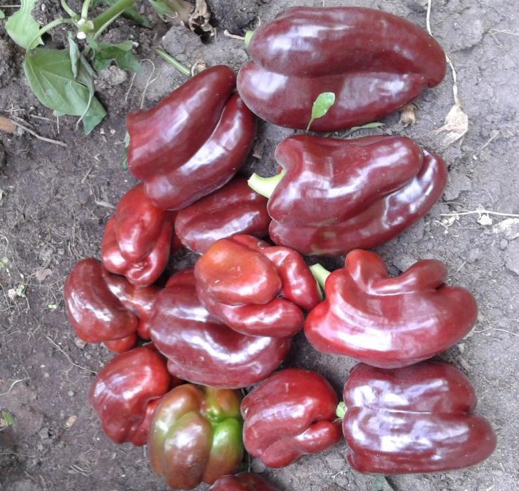 동방의 별 종류