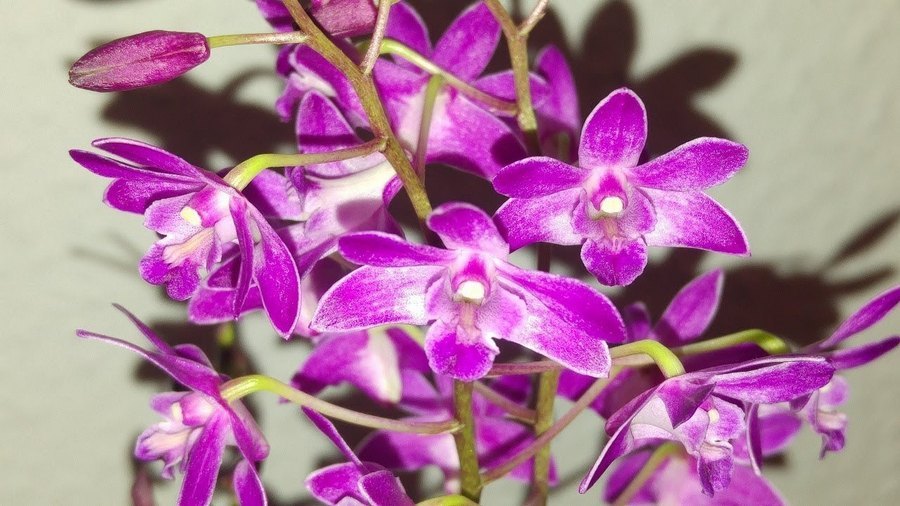 덴드로비움 베리 오다